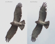 09.06 (1) K11 : the same Short-toed Eagle male photographed almost 3 years later; the dark marks tracery has become more distinct; 7 of the primaries are growing