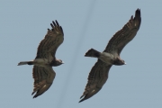 30.06 (1) D11 : the male's 6th primaries of both wings have been renewed and is growing; his chest and belly have unusual colouration
