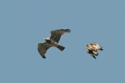 30.06 (2) A : the Short-toed Eagle female has left the nest to take exercise;