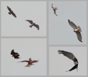 30.06 (3) A : it seems like the attacks of buzzards don't bother her overmuch