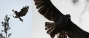 14.07 (1) F11 : this old Short-toed Eagle female at least last 4 years has not changed her habits to swallow snakes not deeply and to appear out of focus