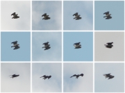 14.07 (2) F11 : also she has a habit of such vertical parachuting from a great height with prey down to the nest; she does it in the same manner every year
