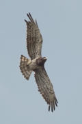 27.07 (1) L11 : the closest photo of this old Short-toed Eagle female in flight; moulting of the primaries is seen well; also it is not difficult to identify the grayish (fresh) feathers