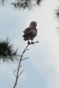 27.07 (3) K11 : at the nesting site the male behaves pretty bravely, he is watching me and is not in a hurry to fly away