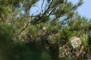 28.07 (1) B : this chick of A11 and B11 is keeping quiet in the well-hidden nest