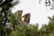 03.08 (1) C : another juvenile will soon be ready to fly; now it trains its wings and spends a lot of time cleaning feathers
