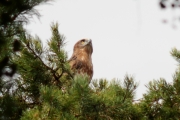 03.08 (2) C : it already looks almost like an adult Short-toed Eagle