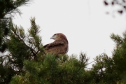 03.08 (3) C : every time the juvenile watches around