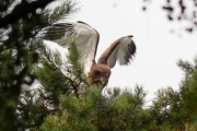03.08 (4) C : when the eaglet opens its wings not fully grown the greater under coverts of primaries are seen well
