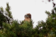 03.08 (5) C : ...but feathers of back of the head seems to have reached their full length