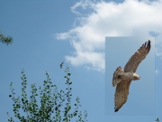 13.08 (5) K11 : he circles over the nesting site before departing to hunt (photo of the general view by Anton Pismennyi)