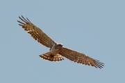 13.08 (6) K11 : in slow circling flight