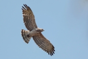 13.08 (7) K11 : width of the brownish black bars on the secondaries indicates well an adulthood of this eagle