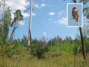 13.08 (2) K11 : a general view of the nesting site and the Short-toed Eagle male perching on his favourite dead pine, as he did it two weeks ago (27.07) (the general view has been photographed by Anton Pismennyi)