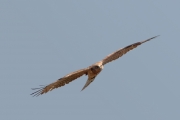 13.08 (4) K11 : glance at us after leaving the perch