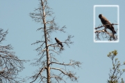 13.08 (8) L11 : his partner uses the same tree as a perch; she is carefully observing the sky over the nesting site and the ground around it