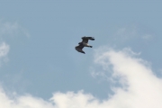 13.08 (1) K11 : this male Short-toed Eagle arrives at the nest; he is slowly sliding down with prey and is greeted by loud voice of the eaglet