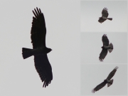 24.08 (1) G11 : photographing this Short-toed Eagle male even in such horrible light conditions (left) allows to recognize him later from a great distance (right) thanks to the obvious signs of moulting