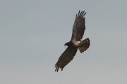 01.09 (9) L11 : after one and a half hours she flies away from the breeding site and takes the snake away too