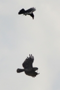 01.09 (2) K11 : but Ravens (Corvus corax) attack the male Short-toed Eagle and prevent him from feeding the juvenile