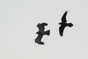 01.09 (4) D : a Raven chases the juvenile Short-toed Eagle giving him some kind of flight training