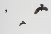 01.09 (6) D : I have never observed such reaction to attacking Ravens from adult Short-toed Eagles, but it is typical for their juveniles