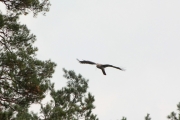 01.09 (7) K11 : at least 40 minutes later after the first appearing at the breeding site the male is approaching to a perch not far from the juvenile's one