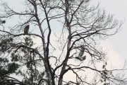 01.09 (8) D&L11 : a little bit later the female brings her prey too and many times tries to make the eaglet fly; but the juvenile is quite passive after getting the snake from its father, it just looks at her and cries