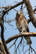 01.09 (10) D : the juvenile is sitting at a branch of a dead pine not far from the nesting tree and is looking around