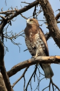 01.09 (11) D : its plumage is fairly disguising against the background of pine (Pínus sylvéstris) bark, but not of the blue sky