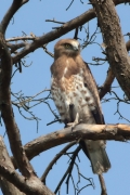 01.09 (13) D : despite presence of an unhidden photographer nearby the juvenile's pose becomes even more carefree