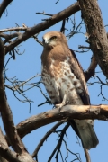01.09 (14) D : it often watch the open ground in front of itself; small lizards may attract the attention of the young Short-toed Eagle