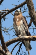 01.09 (15) D : and the evening wind is ruffling the eagle's feather