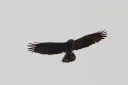 07.09 (1) E : Short-toed Eagle in intermediate plumage approaches to a breeding site where one more juvenile has recently left the nest