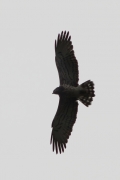 07.09 (2) E : the plumage has characters of adult and of young Short-toed Eagle at the same time