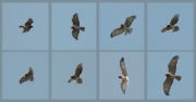 11.09 (1) A11 : as well as her partner this Short-toed Eagle female still hunts over the traditional hunting areas within their home range; despite their chick died more than a month ago the pair has not started autumn migration, but the both eagles are already flying fairly actively; also from time to time they demonstrate their rights to the territory to migrating Short-toed Eagles... are they still here for that?