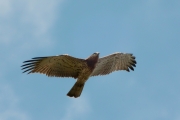 22.09 (1) D : this juvenile Short-toed Eagle is flying better now and seeks to spend as much time as possible in the air