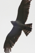 22.09 (2) F : the Short-toed Eagle in the typical second calendar year plumage is starting its migrating flight after spending the night inside an old pine forest; fresh tail feathers have white edges, others don't