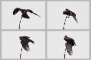 22.09 (3) D : the juvenile is crying and flapping its wings; this time the signals are addressed not to its parents, but probably to the migrating Short-toed Eagle from the previous picture which was so careless to perch nearby the breeding site