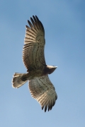 22.09 (4) D : it is quite dark and spotty, belongs to juveniles of the darker plumage type