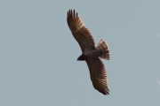 22.09 (5) D : neat rows of the new feathers are well seen against the light