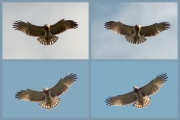 22.09 (6) D : the first so-called «saint-spirit-flights»; the photographer is used for the training as a point on the ground to hover over