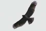 22.09 (8) D : the silhouette of a juvenile Short-toed Eagle - the inside primaries are noticeably shorter than adults' ones