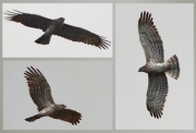 22.09 (9) K11 : its father has longer inside primaries and the typical adult colouration with greyish fresh flight feathers and brownish old ones; this is the last photos of a Short-toed Eagle this year