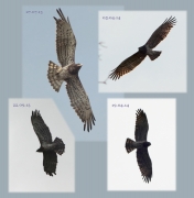 L11 : this Short-toed Eagle female had both 6th primaries damaged in 2013 and new ones on return in 2014