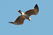 Short-toed Eagle (Circaetus gallicus) / by PISMENNYI K. 2014