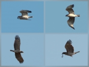 05.04 K11 : the frequency of his arrivals with snakes pointed to the availability of prey in April as well as during the whole season later; at that he was demonstratively posing