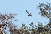 05.04 K11 : the eagle is flying with prey down to the nest; his wings are raised and trembling