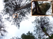 20.08 A : the offspring of K11 and L11 on a pine in the vicinity of the nesting tree that was occupied for the 4th year running; a treatment with turpentine against martens has been applied to the trees