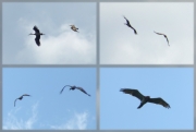 01.07 B11 : the male Short-toed Eagle chases Black Storks off his breeding site; the eagles do it regularly because of high number of storks there